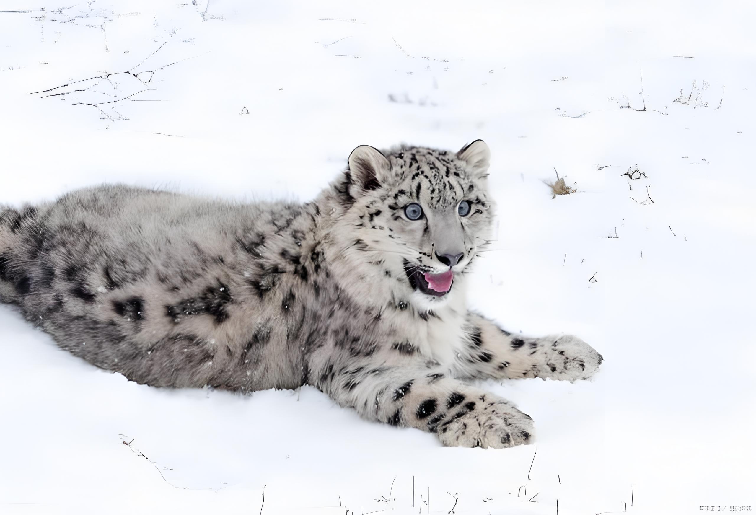 1718862919888336.jpg 47152743-c77f-4097-a6ff-240e1b2d1384.jpg