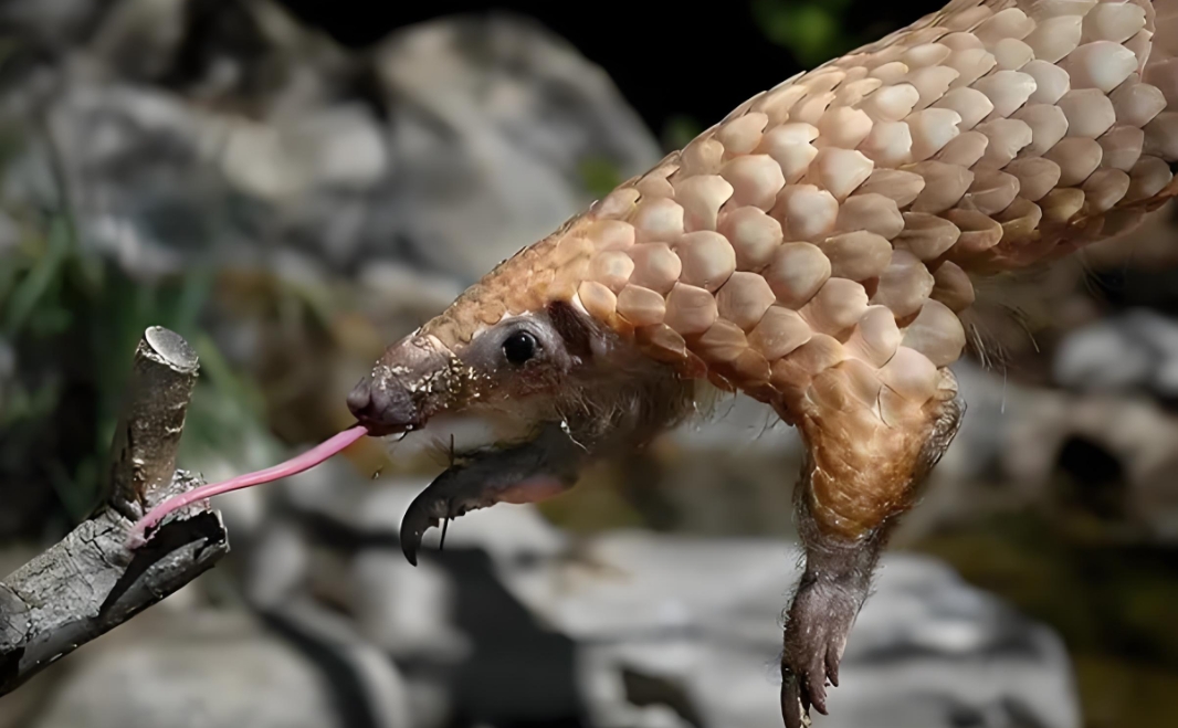 1727313595947886.png 微信截圖_20240926085744.png