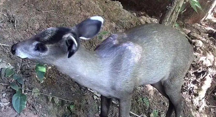 1737014265254739.png 33.png