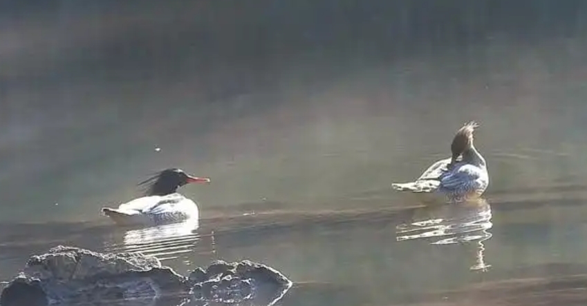 1737014273220041.png 44.png